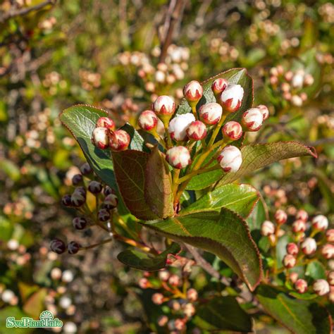 Aronia melanocarpa autumn magic